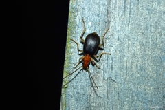 Brachinus adustipennis