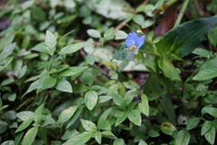 Commelina obliqua