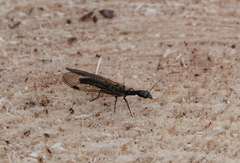 Phaeostigma