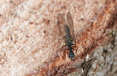 Phaeostigma