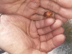 Blackbolbus frontalis