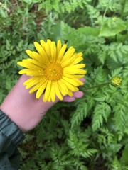Doronicum caucasicum
