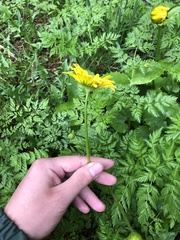 Doronicum caucasicum