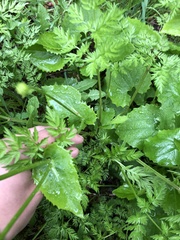 Doronicum caucasicum