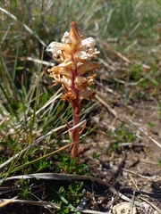 Orobanche amethystea