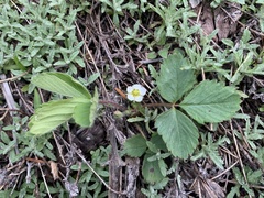 Fragaria cascadensis