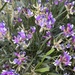 Astragalus spatulatus - Photo Sem direitos reservados
