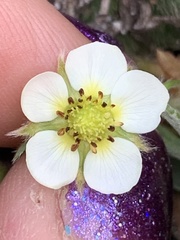 Fragaria cascadensis
