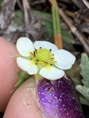 Fragaria cascadensis