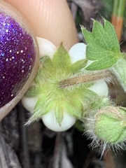 Fragaria cascadensis