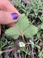 Fragaria cascadensis