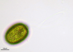 Trachelomonas hispida