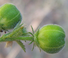 Hibiscus micranthus