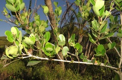 Eugenia capensis capensis