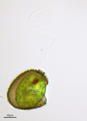 Trachelomonas hispida