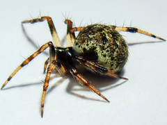 Dipoena melanogaster