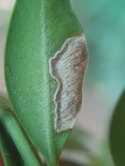 Mycosphaerella buxicola