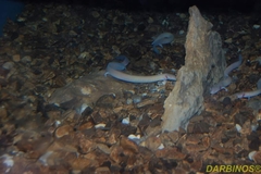 Proteus anguinus anguinus
