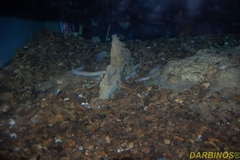 Proteus anguinus anguinus