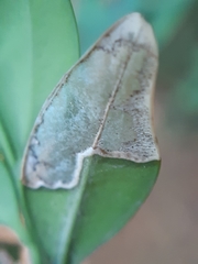 Mycosphaerella buxicola