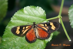 Actinote thalia pyrrha