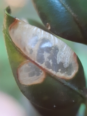 Mycosphaerella buxicola