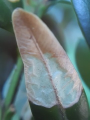 Mycosphaerella buxicola