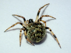 Dipoena melanogaster