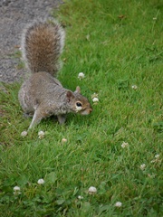 Sciurus carolinensis