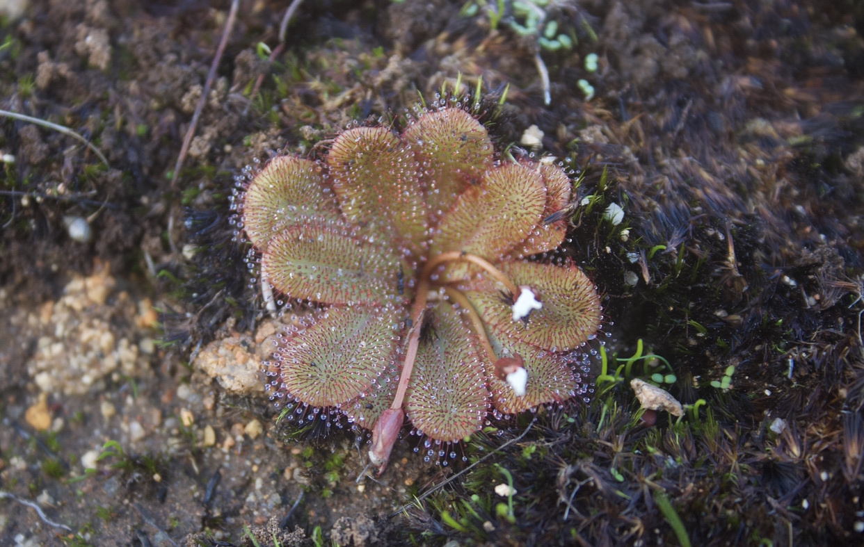 Drosera rosulata Lehm. 2