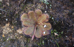 Drosera rosulata