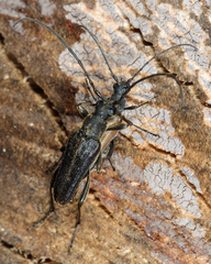 Trachysida mutabilis