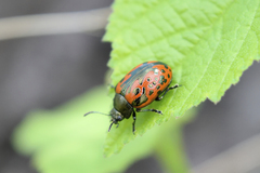 Calligrapha anabelae