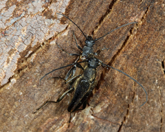 Trachysida mutabilis