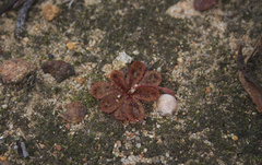 Drosera rosulata