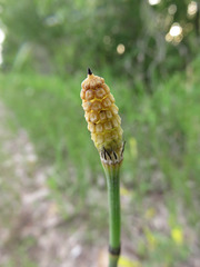 Equisetum laevigatum