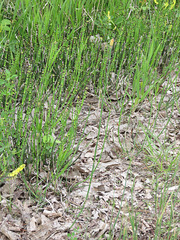 Equisetum laevigatum
