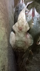 Glaucostegus younholeei