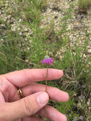 Dalea tenuis