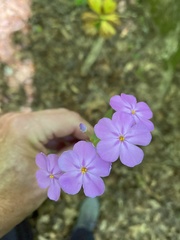 Phlox carolina