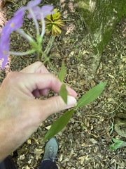 Phlox carolina