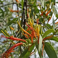 Dendrophthoe gamblei