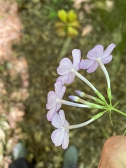 Phlox carolina
