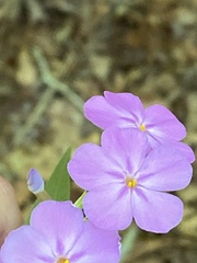 Phlox carolina