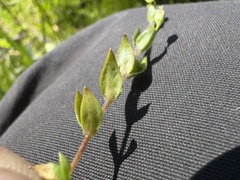 Stellaria calycantha