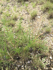Dalea tenuis