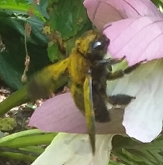 Xylocopa