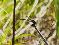 Phanogomphus militaris