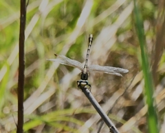Phanogomphus militaris