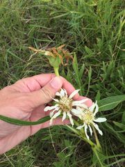 Silphium albiflorum